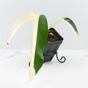 Epipremnum Giganteum Albo Variegated 'White Pearl' (wk32-L)