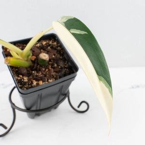 Epipremnum Giganteum Albo Variegated 'White Pearl' (wk32-L)