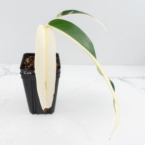 Epipremnum Giganteum Albo Variegated 'White Pearl' (wk32-L)