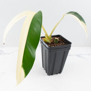 Epipremnum Giganteum Albo Variegated 'White Pearl' (wk32-L)