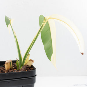 Epipremnum Giganteum Albo Variegated 'White Pearl' (wk32-L)