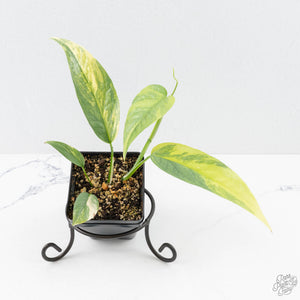 Epipremnum Pinnatum 'Cebu Blue' Variegated (wk26-D)