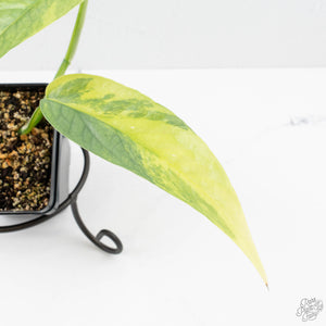 Epipremnum Pinnatum 'Cebu Blue' Variegated (wk26-D)
