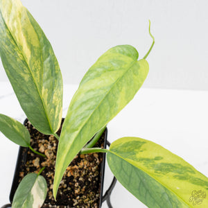 Epipremnum Pinnatum 'Cebu Blue' Variegated (wk26-D)