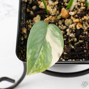 Epipremnum Pinnatum 'Cebu Blue' Variegated (wk26-D)