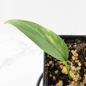 Epipremnum Pinnatum 'Cebu Blue' Variegated (wk26-D)