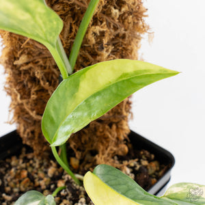 Epipremnum Pinnatum 'Cebu Blue' Variegated (wk29-F)
