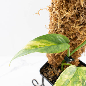Epipremnum Pinnatum 'Cebu Blue' Variegated (wk29-F)