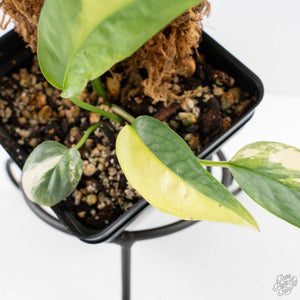 Epipremnum Pinnatum 'Cebu Blue' Variegated (wk29-F)