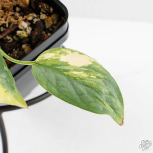 Epipremnum Pinnatum 'Cebu Blue' Variegated (wk29-F)