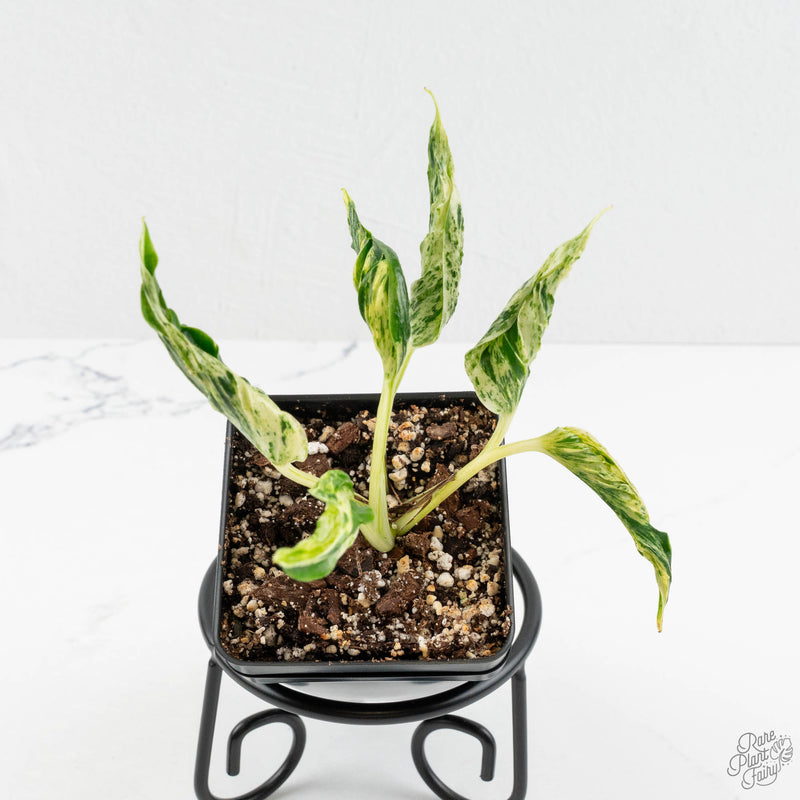 Epipremnum Teruno 'Love Song' (wk16-C)