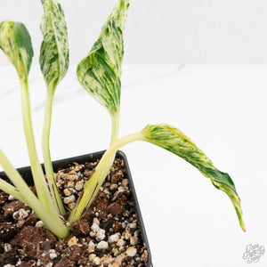 Epipremnum Teruno 'Love Song' (wk16-C)