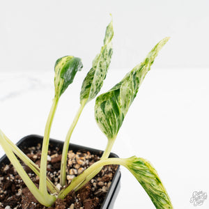 Epipremnum Teruno 'Love Song' (wk16-C)