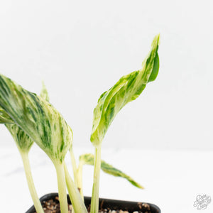 Epipremnum Teruno 'Love Song' (wk16-C)