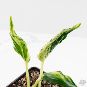 Epipremnum Teruno 'Love Song' (wk16-C)