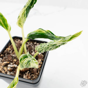 Epipremnum Teruno 'Love Song' (wk16-C)