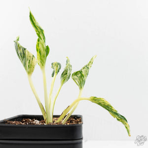 Epipremnum Teruno 'Love Song' (wk16-C)