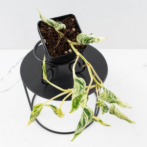 Epipremnum Teruno 'Love Song' (wk34-L61)