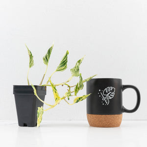 Epipremnum Teruno 'Love Song' (wk34-L61)