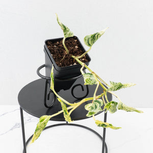 Epipremnum Teruno 'Love Song' (wk34-L61)