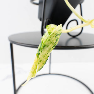 Epipremnum Teruno 'Love Song' (wk34-L61)