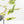 Epipremnum Teruno 'Love Song' (wk34-L61)