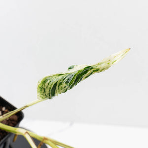 Epipremnum Teruno 'Love Song' (wk34-L61)