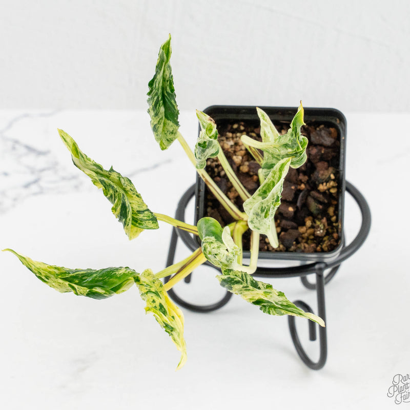 Epipremnum Teruno 'Love Song' (wk13-J)