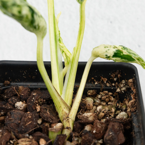 Epipremnum Teruno 'Love Song' (wk1-A)