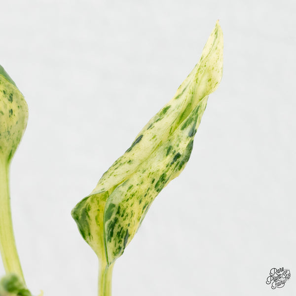 Epipremnum Teruno 'Love Song' (wk1-A)