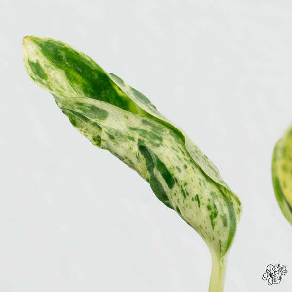 Epipremnum Teruno 'Love Song' (wk1-A)