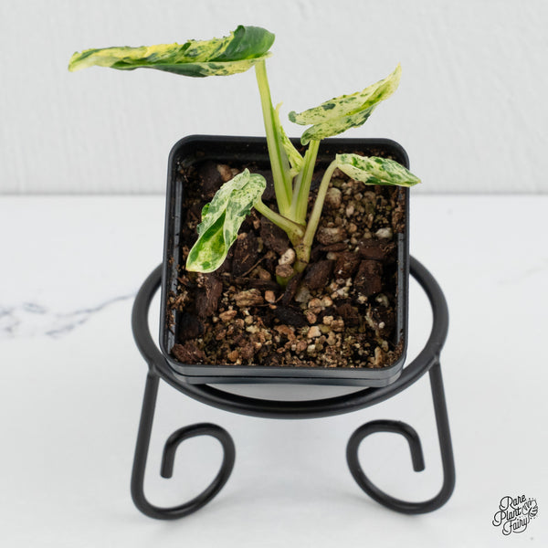 Epipremnum Teruno 'Love Song' (wk1-A)