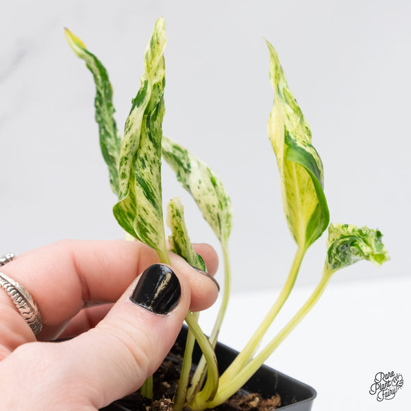 Epipremnum Teruno 'Love Song' (wk3-D)