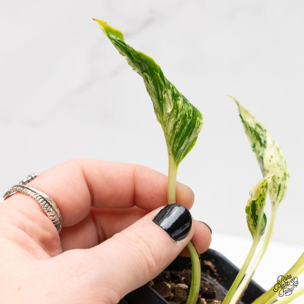 Epipremnum Teruno 'Love Song' (wk3-D)