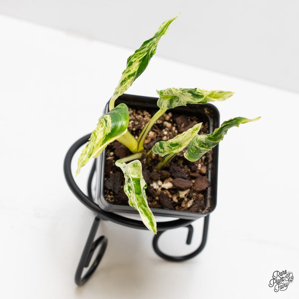 Epipremnum Teruno 'Love Song' (wk3-D)