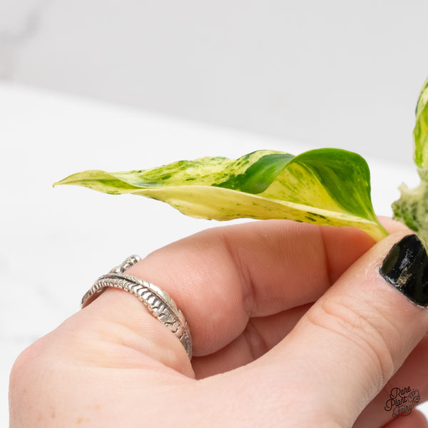 Epipremnum Teruno 'Love Song' (wk3-D)