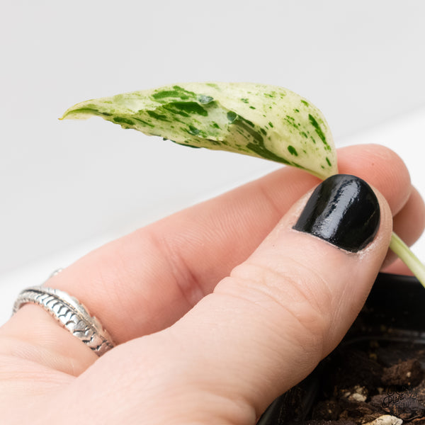 Epipremnum Teruno 'Love Song' (wk3-D)