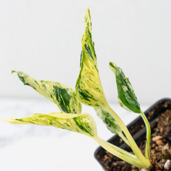 Epipremnum Teruno 'Love Song' (wk4-G)