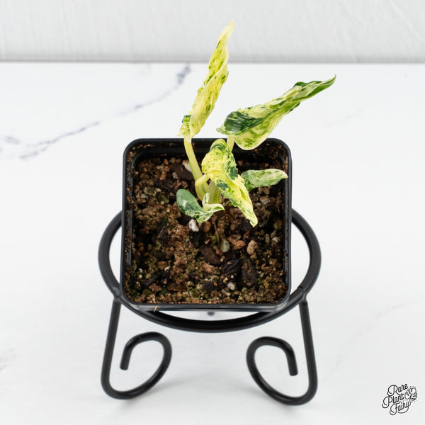 Epipremnum Teruno 'Love Song' (wk4-G)