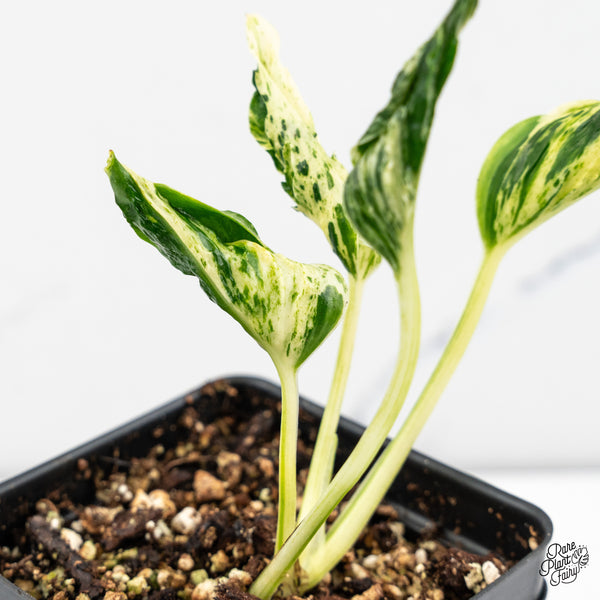 Epipremnum Teruno 'Love Song' (wk52-E)