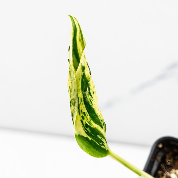 Epipremnum Teruno 'Love Song' (wk52-E)