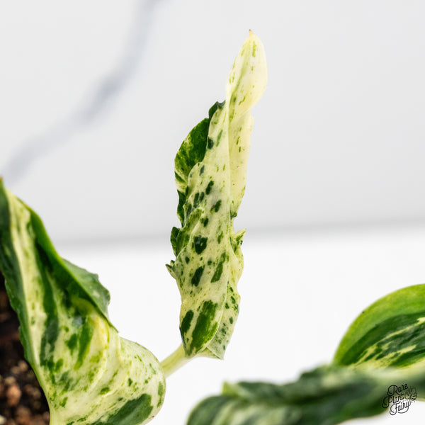 Epipremnum Teruno 'Love Song' (wk52-E)