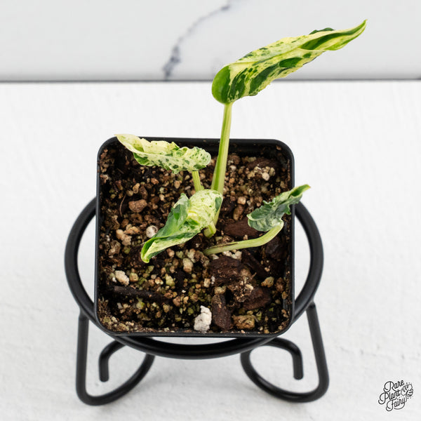 Epipremnum Teruno 'Love Song' (wk52-E)