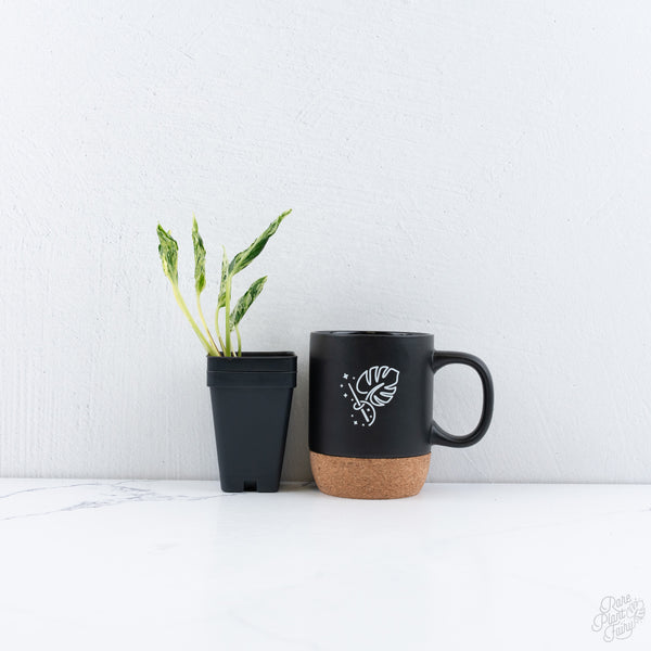 Epipremnum Teruno 'Love Song' (wk10-E)