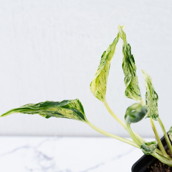 Epipremnum Teruno 'Love Song' (wk10-E)