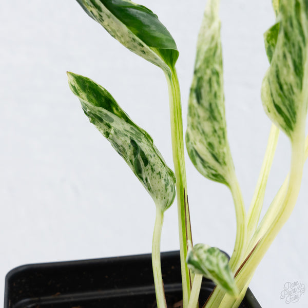 Epipremnum Teruno 'Love Song' (wk10-E)