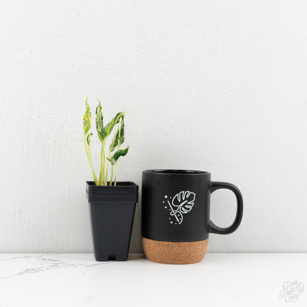 Epipremnum Teruno 'Love Song' (wk9-D)