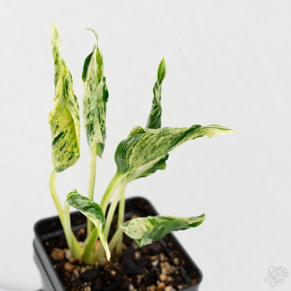 Epipremnum Teruno 'Love Song' (wk9-D)