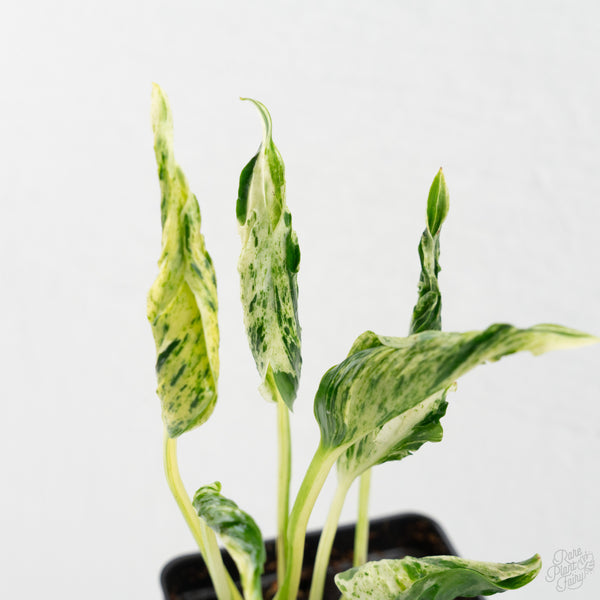 Epipremnum Teruno 'Love Song' (wk9-D)