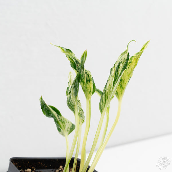 Epipremnum Teruno 'Love Song' (wk9-D)